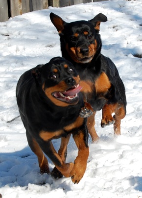 Call the cops, there's a rottweiler after me!